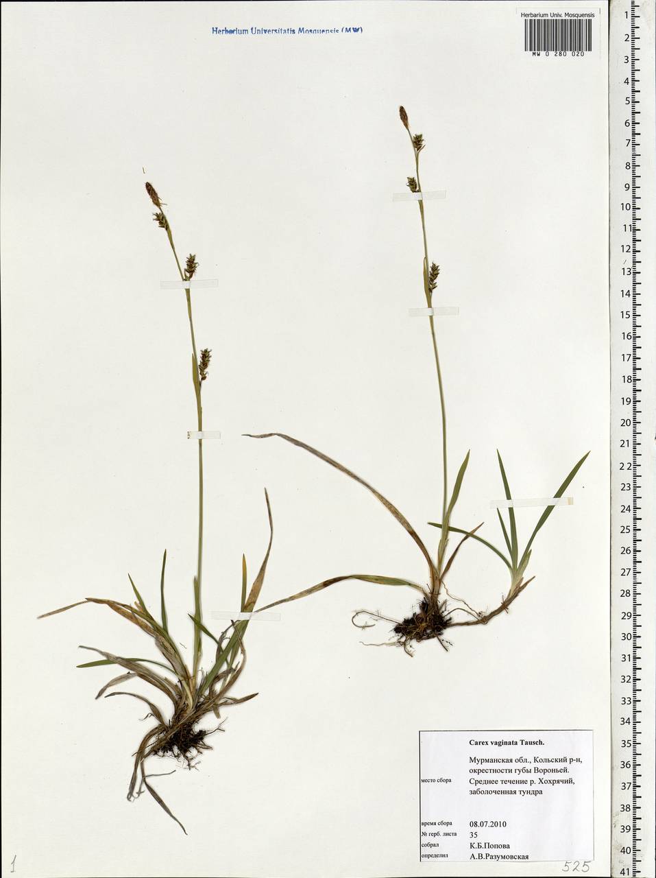 Carex vaginata Tausch, Eastern Europe, Northern region (E1) (Russia)