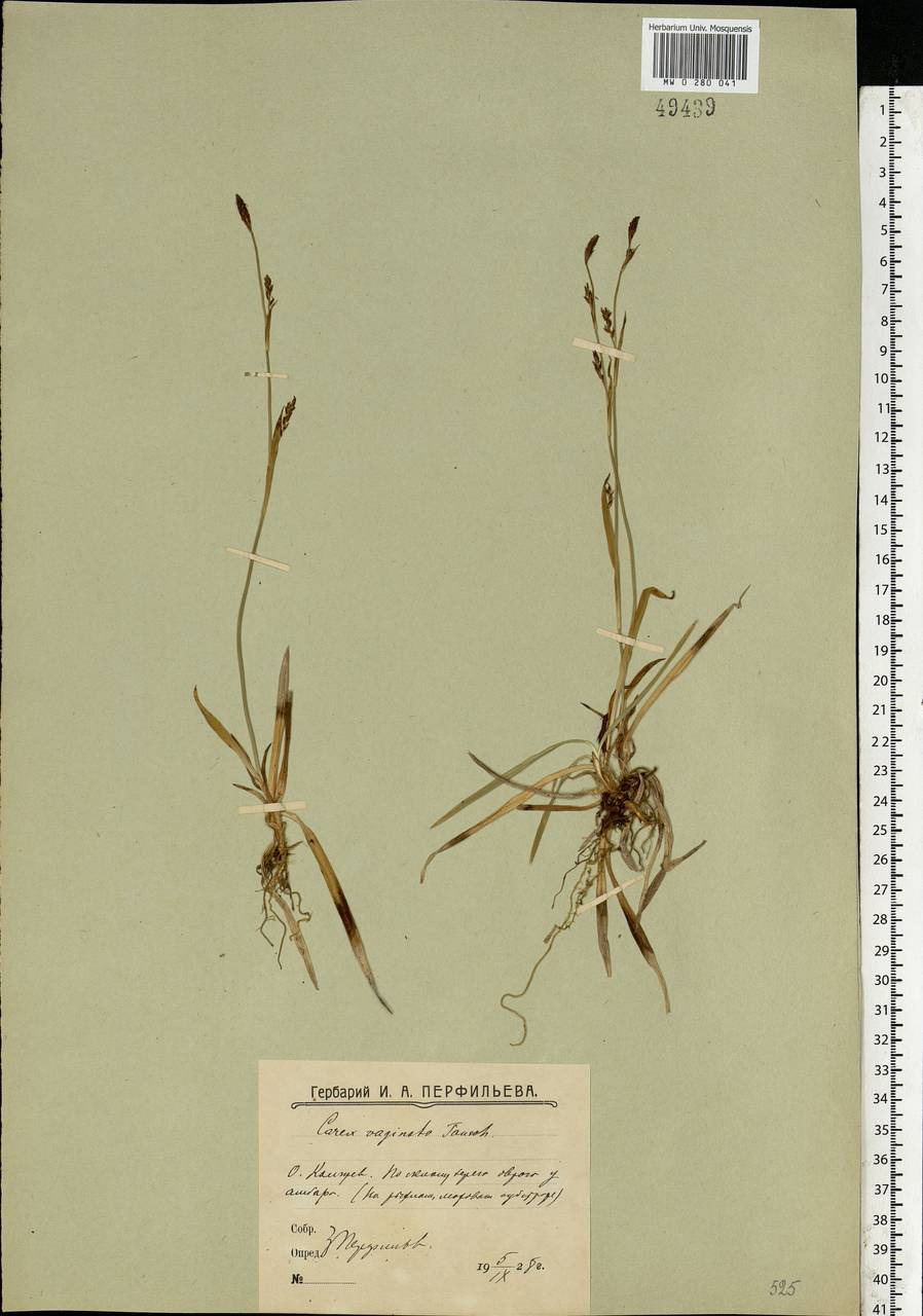 Carex vaginata Tausch, Eastern Europe, Northern region (E1) (Russia)