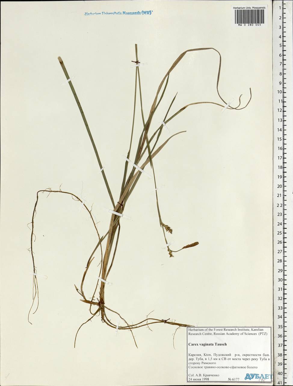 Carex vaginata Tausch, Eastern Europe, Northern region (E1) (Russia)