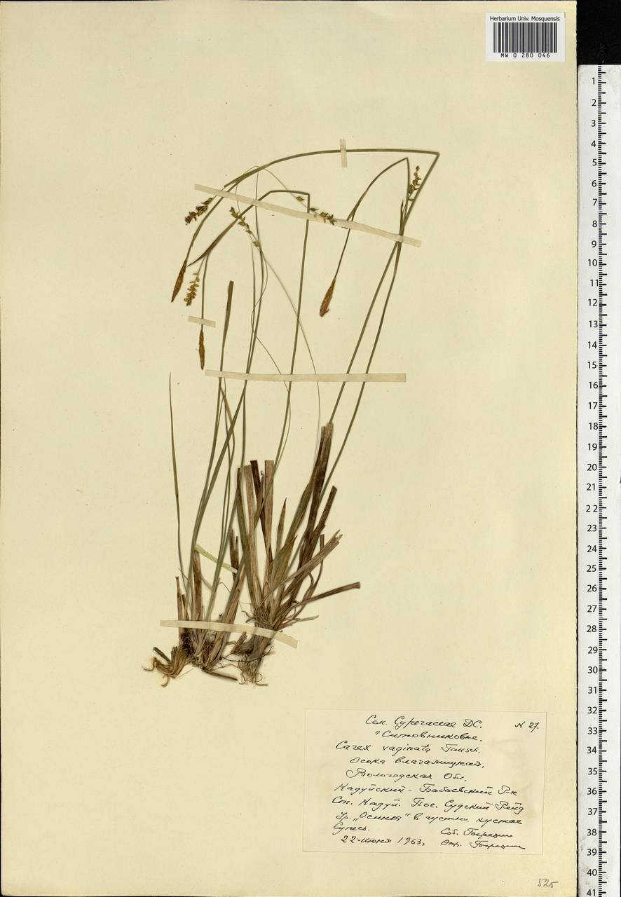 Carex vaginata Tausch, Eastern Europe, Northern region (E1) (Russia)