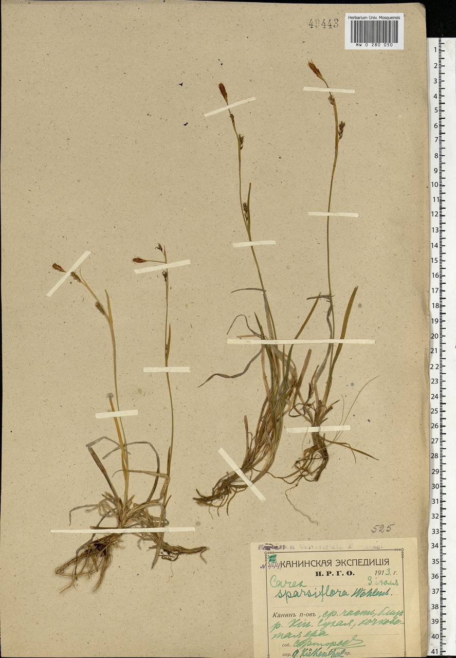 Carex vaginata Tausch, Eastern Europe, Northern region (E1) (Russia)