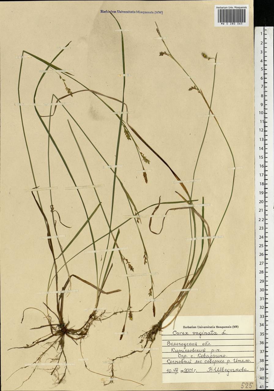 Carex vaginata Tausch, Eastern Europe, Northern region (E1) (Russia)