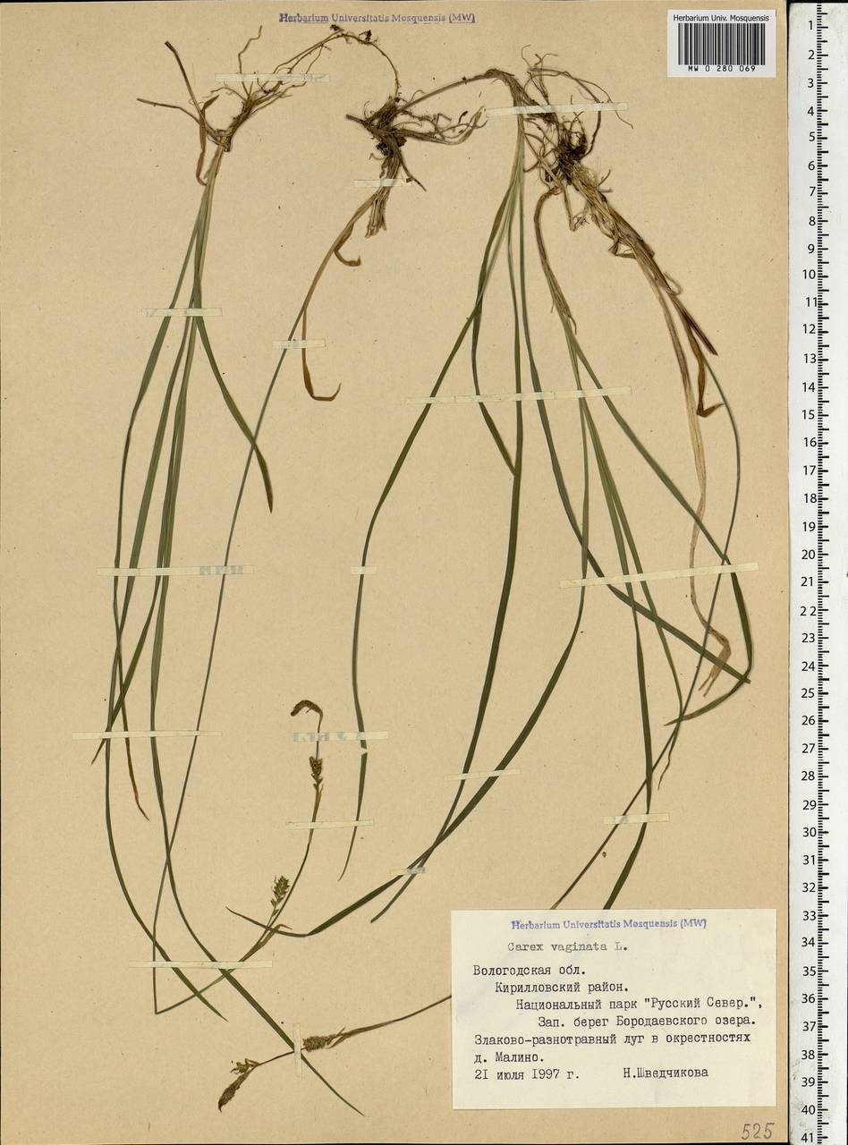 Carex vaginata Tausch, Eastern Europe, Northern region (E1) (Russia)