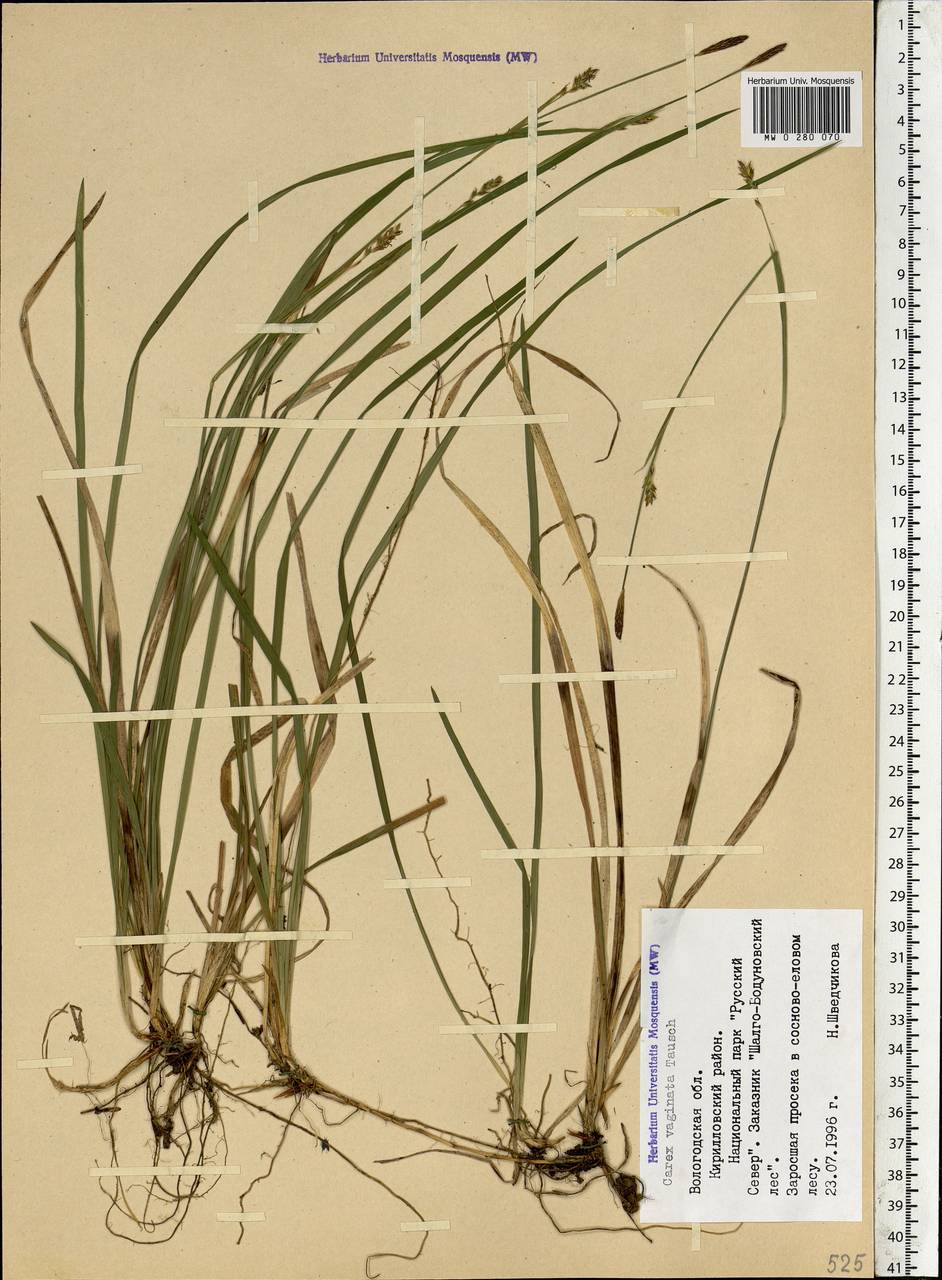 Carex vaginata Tausch, Eastern Europe, Northern region (E1) (Russia)