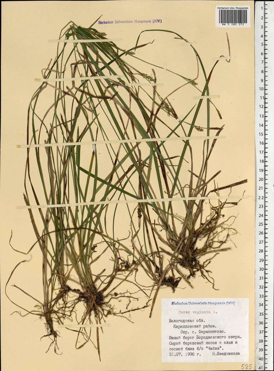 Carex vaginata Tausch, Eastern Europe, Northern region (E1) (Russia)