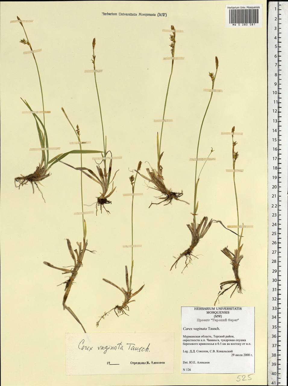 Carex vaginata Tausch, Eastern Europe, Northern region (E1) (Russia)