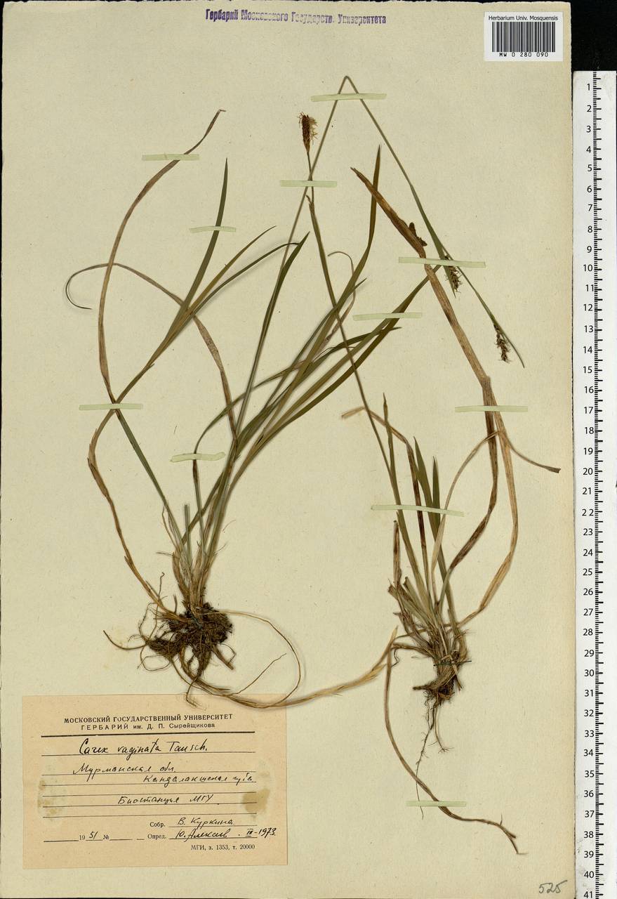 Carex vaginata Tausch, Eastern Europe, Northern region (E1) (Russia)