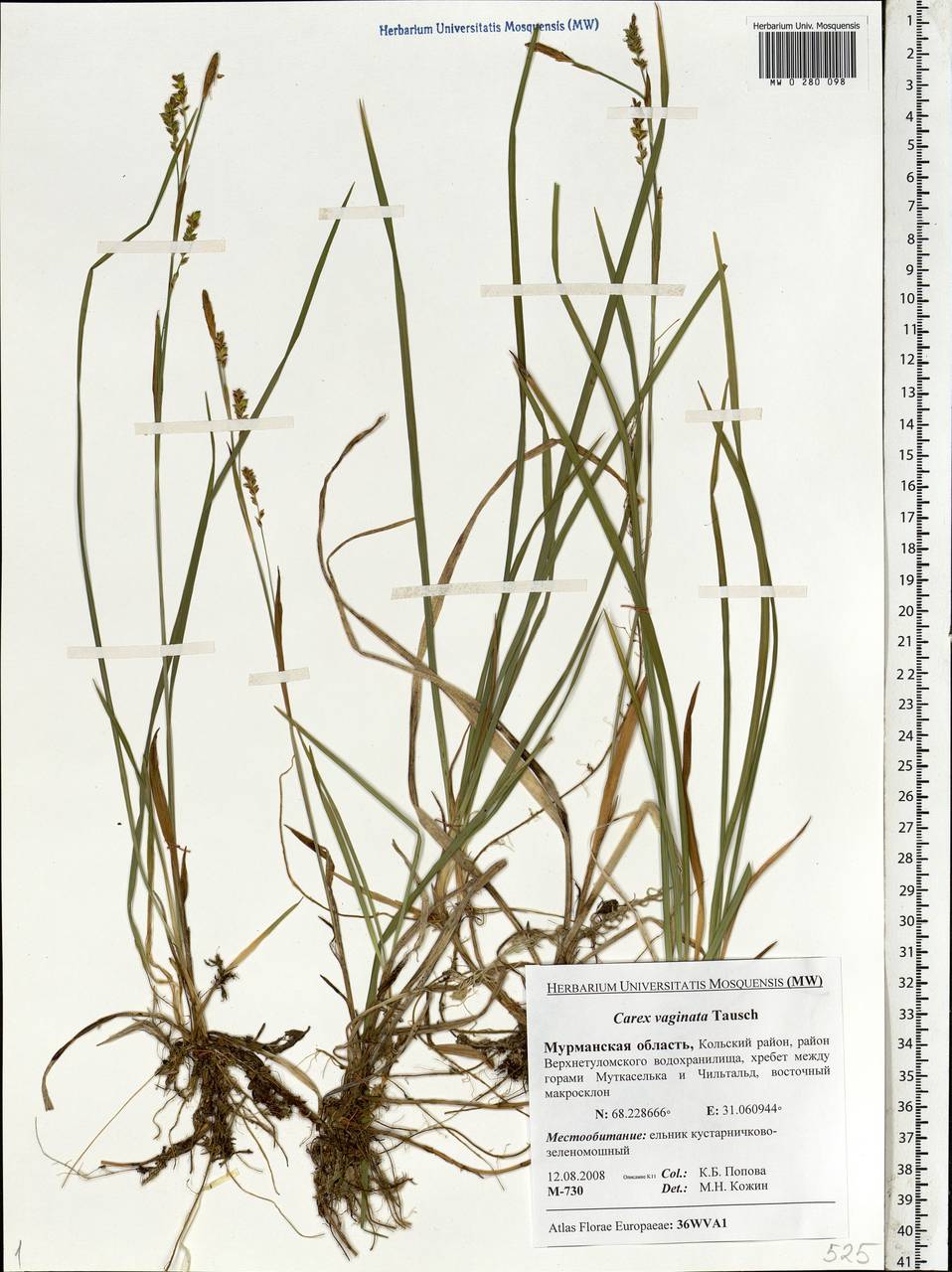 Carex vaginata Tausch, Eastern Europe, Northern region (E1) (Russia)