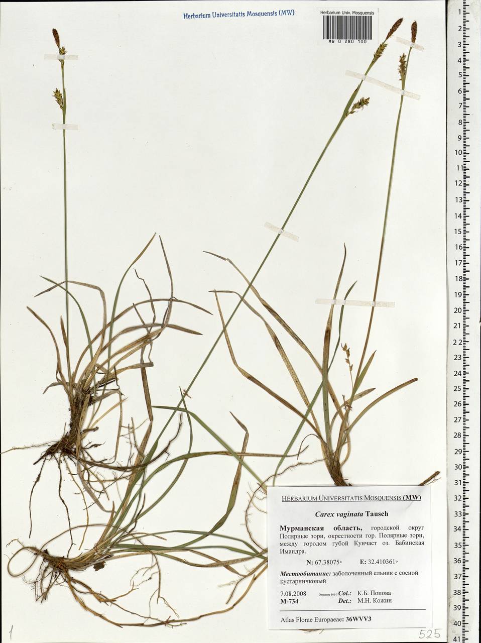 Carex vaginata Tausch, Eastern Europe, Northern region (E1) (Russia)