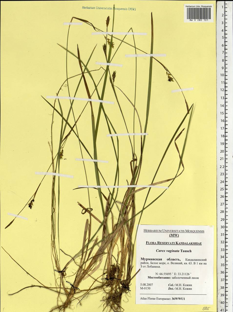 Carex vaginata Tausch, Eastern Europe, Northern region (E1) (Russia)