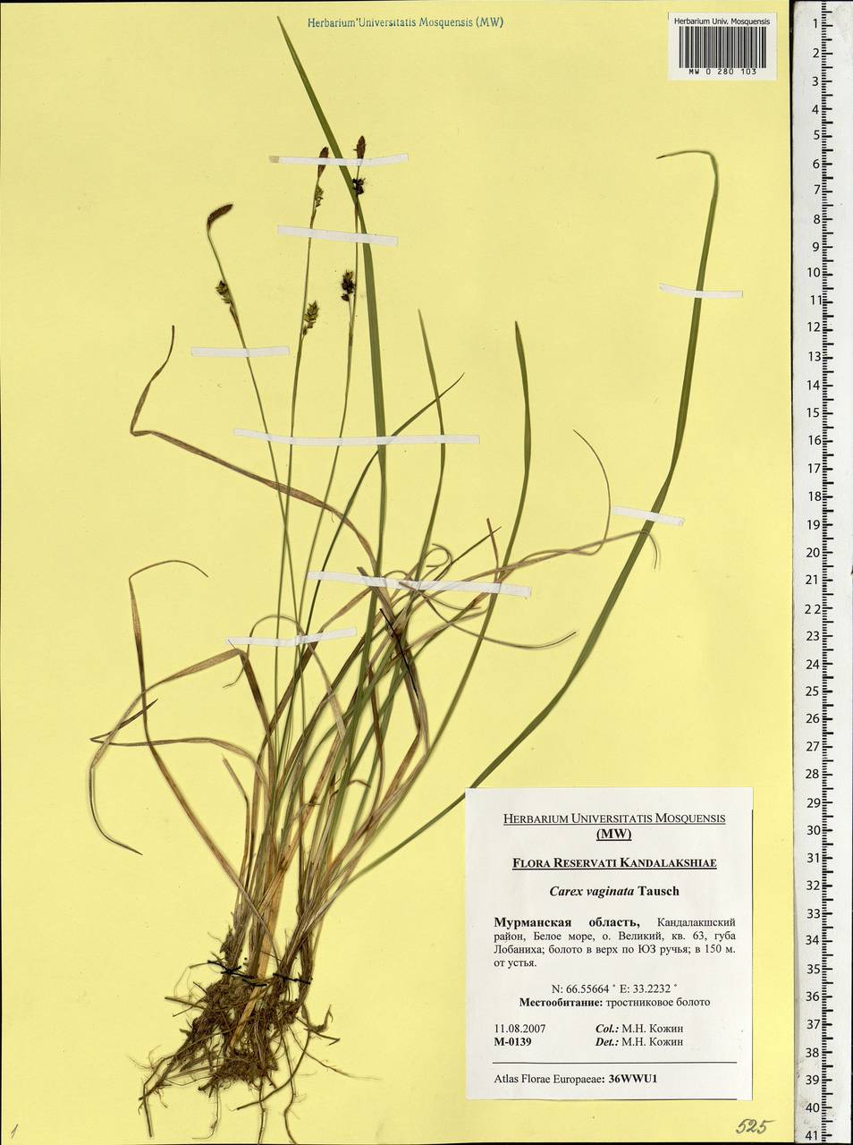 Carex vaginata Tausch, Eastern Europe, Northern region (E1) (Russia)