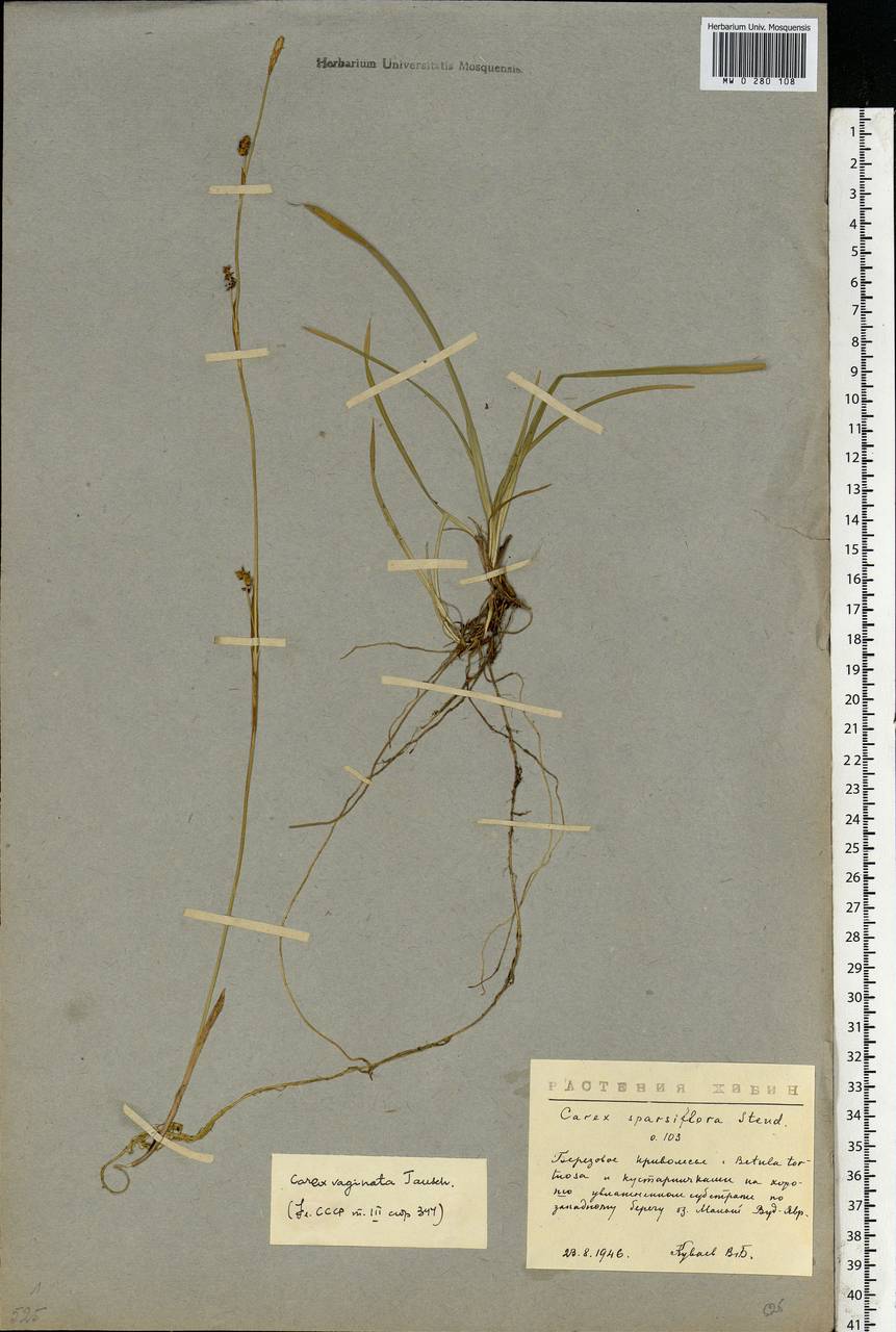 Carex vaginata Tausch, Eastern Europe, Northern region (E1) (Russia)