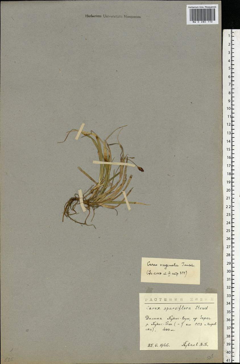 Carex vaginata Tausch, Eastern Europe, Northern region (E1) (Russia)