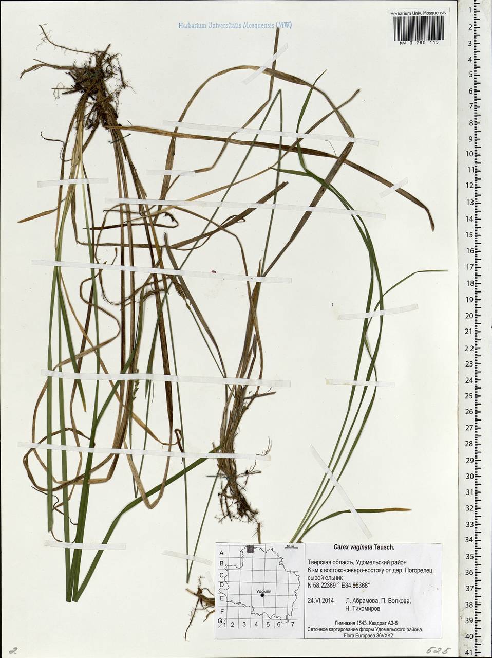Carex vaginata Tausch, Eastern Europe, North-Western region (E2) (Russia)