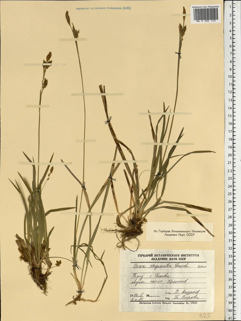 Carex vaginata Tausch, Eastern Europe, North-Western region (E2) (Russia)