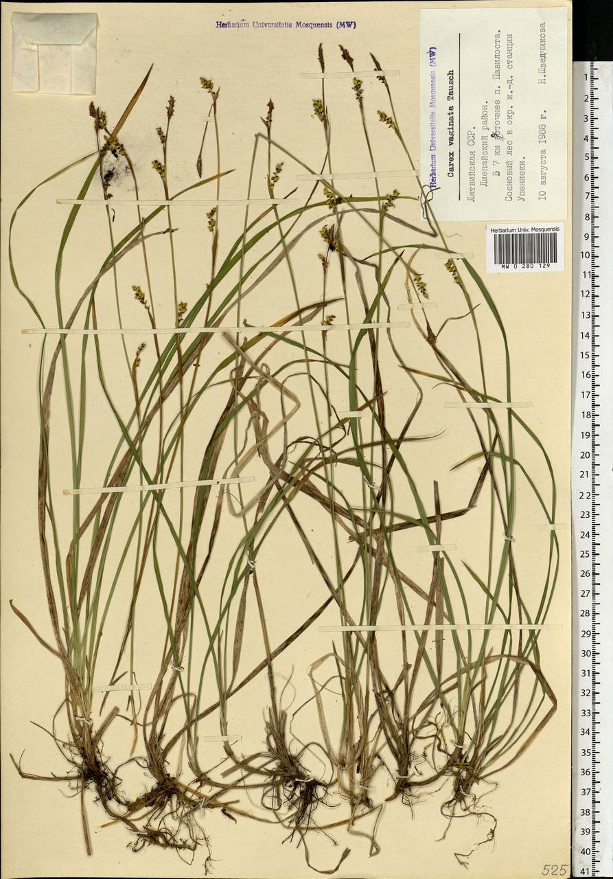 Carex vaginata Tausch, Eastern Europe, Latvia (E2b) (Latvia)