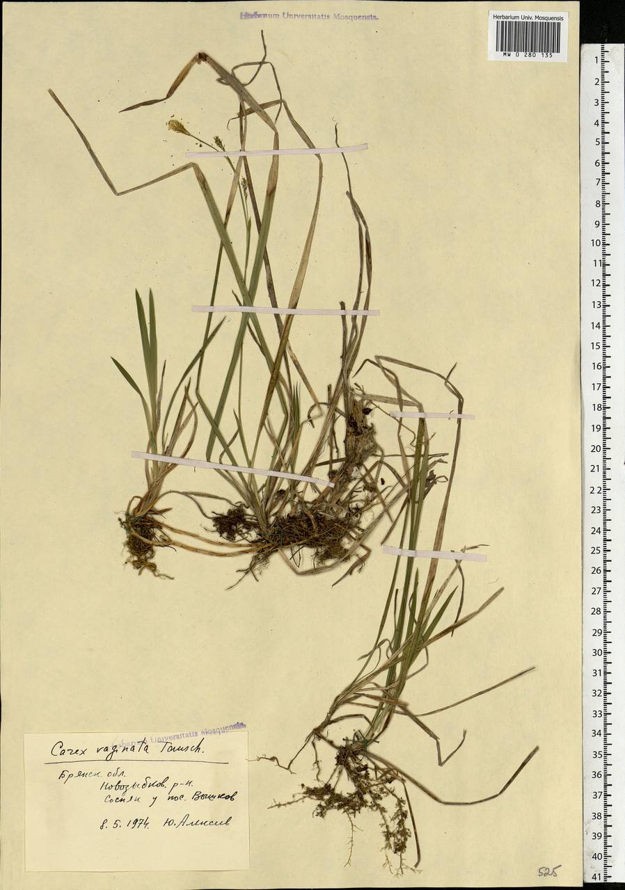 Carex vaginata Tausch, Eastern Europe, Western region (E3) (Russia)