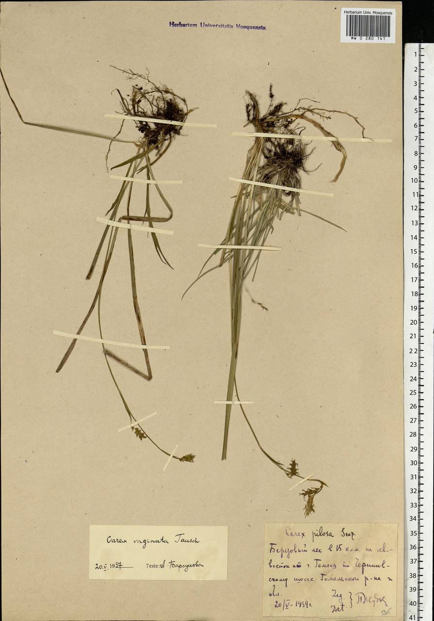 Carex vaginata Tausch, Eastern Europe, Belarus (E3a) (Belarus)