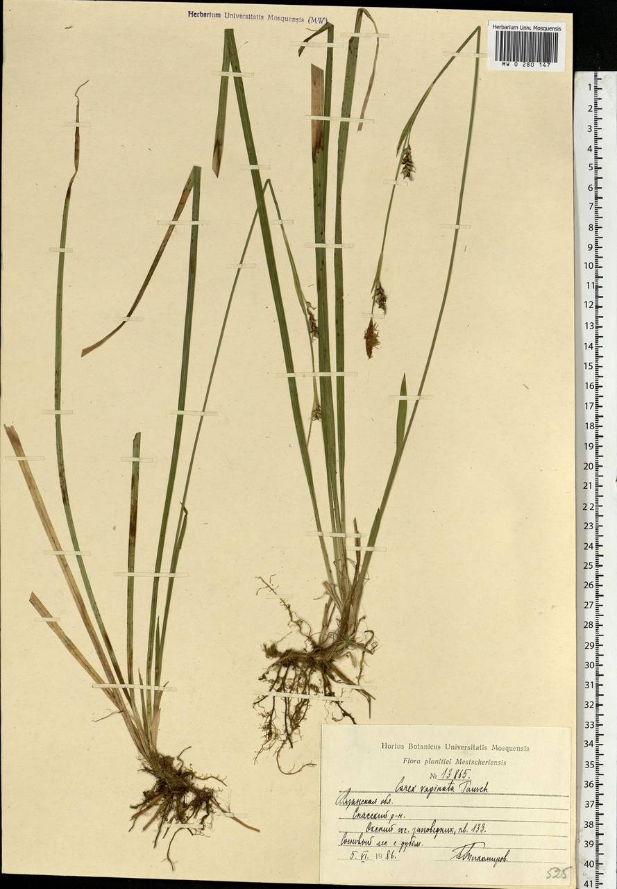 Carex vaginata Tausch, Eastern Europe, Central region (E4) (Russia)