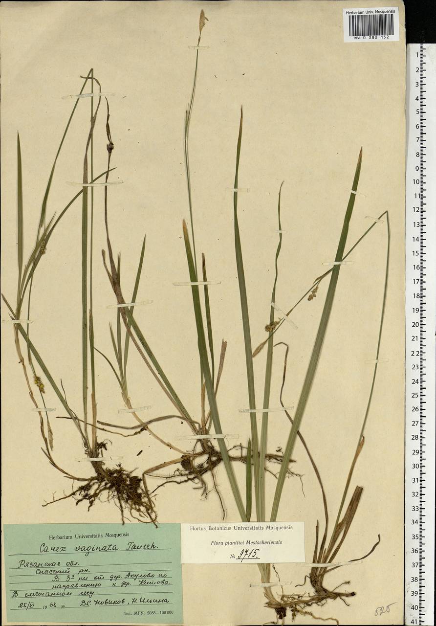 Carex vaginata Tausch, Eastern Europe, Central region (E4) (Russia)
