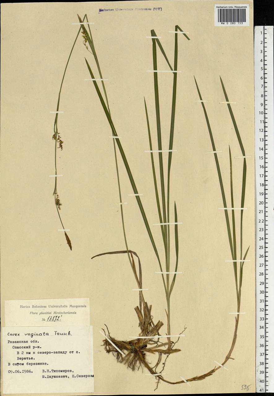 Carex vaginata Tausch, Eastern Europe, Central region (E4) (Russia)