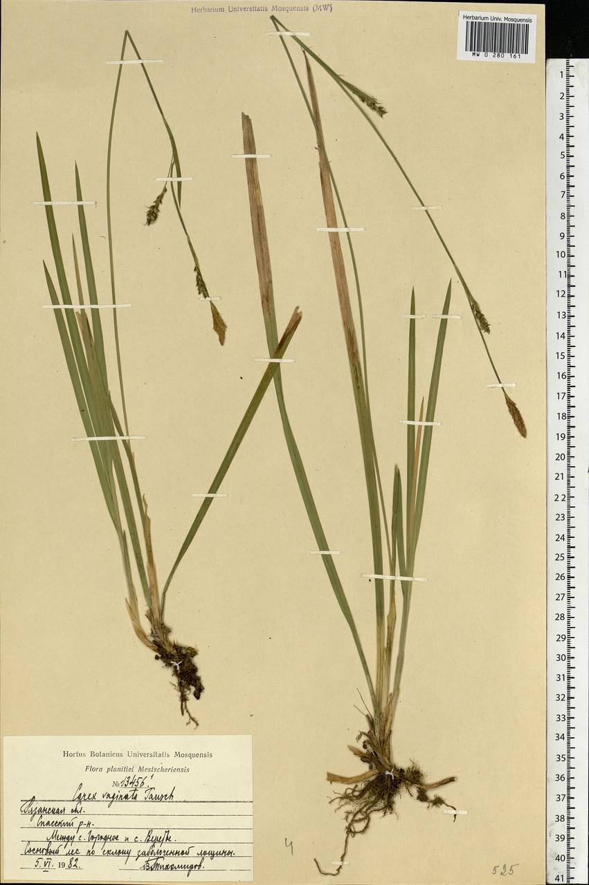 Carex vaginata Tausch, Eastern Europe, Central region (E4) (Russia)