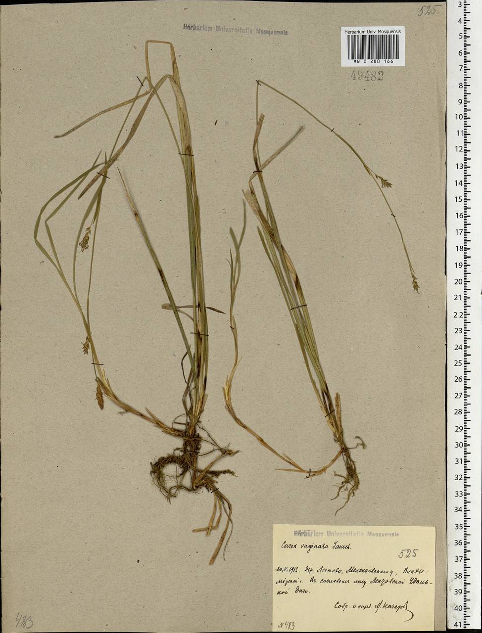 Carex vaginata Tausch, Eastern Europe, Central region (E4) (Russia)