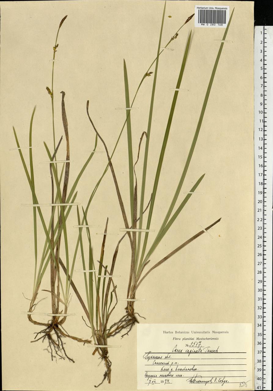 Carex vaginata Tausch, Eastern Europe, Central region (E4) (Russia)