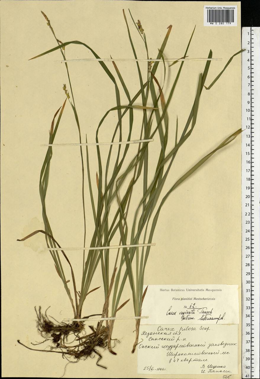 Carex vaginata Tausch, Eastern Europe, Central region (E4) (Russia)