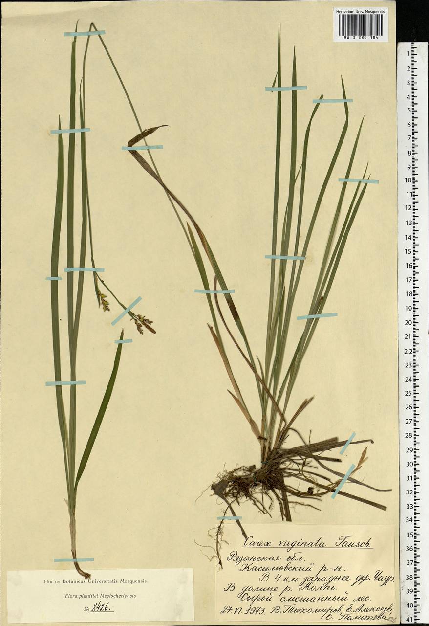 Carex vaginata Tausch, Eastern Europe, Central region (E4) (Russia)