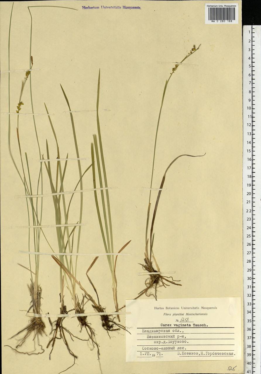 Carex vaginata Tausch, Eastern Europe, Central region (E4) (Russia)