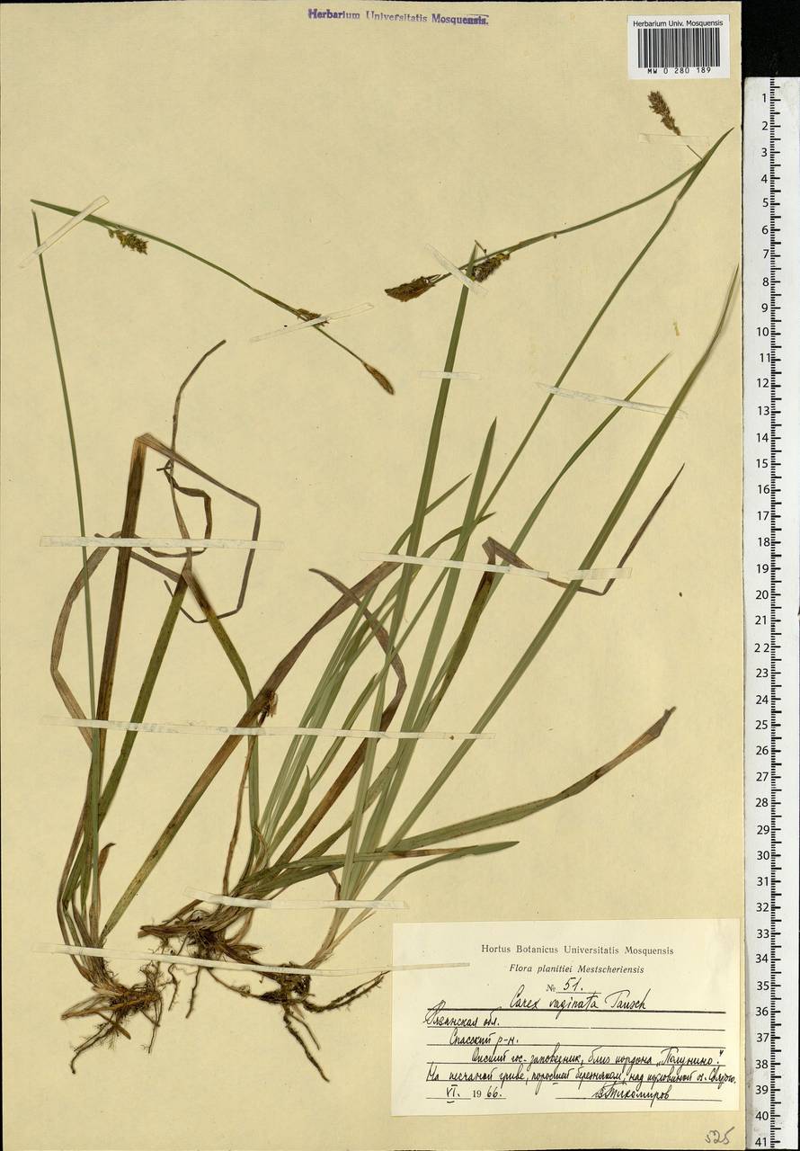 Carex vaginata Tausch, Eastern Europe, Central region (E4) (Russia)