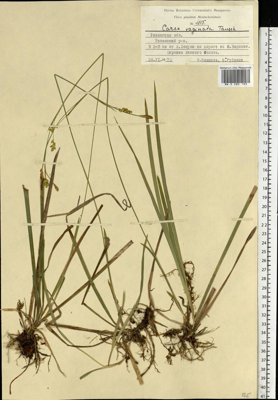 Carex vaginata Tausch, Eastern Europe, Central region (E4) (Russia)