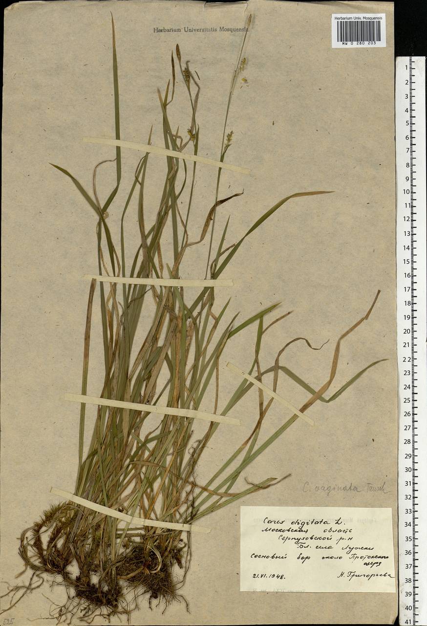 Carex vaginata Tausch, Eastern Europe, Moscow region (E4a) (Russia)