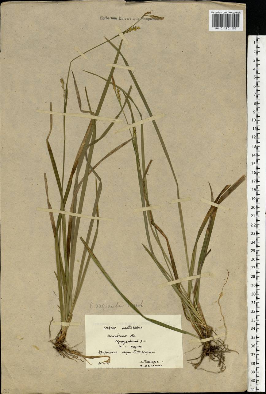 Carex vaginata Tausch, Eastern Europe, Moscow region (E4a) (Russia)