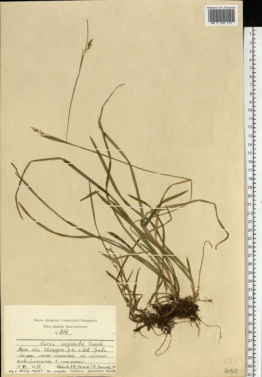 Carex vaginata Tausch, Eastern Europe, Moscow region (E4a) (Russia)