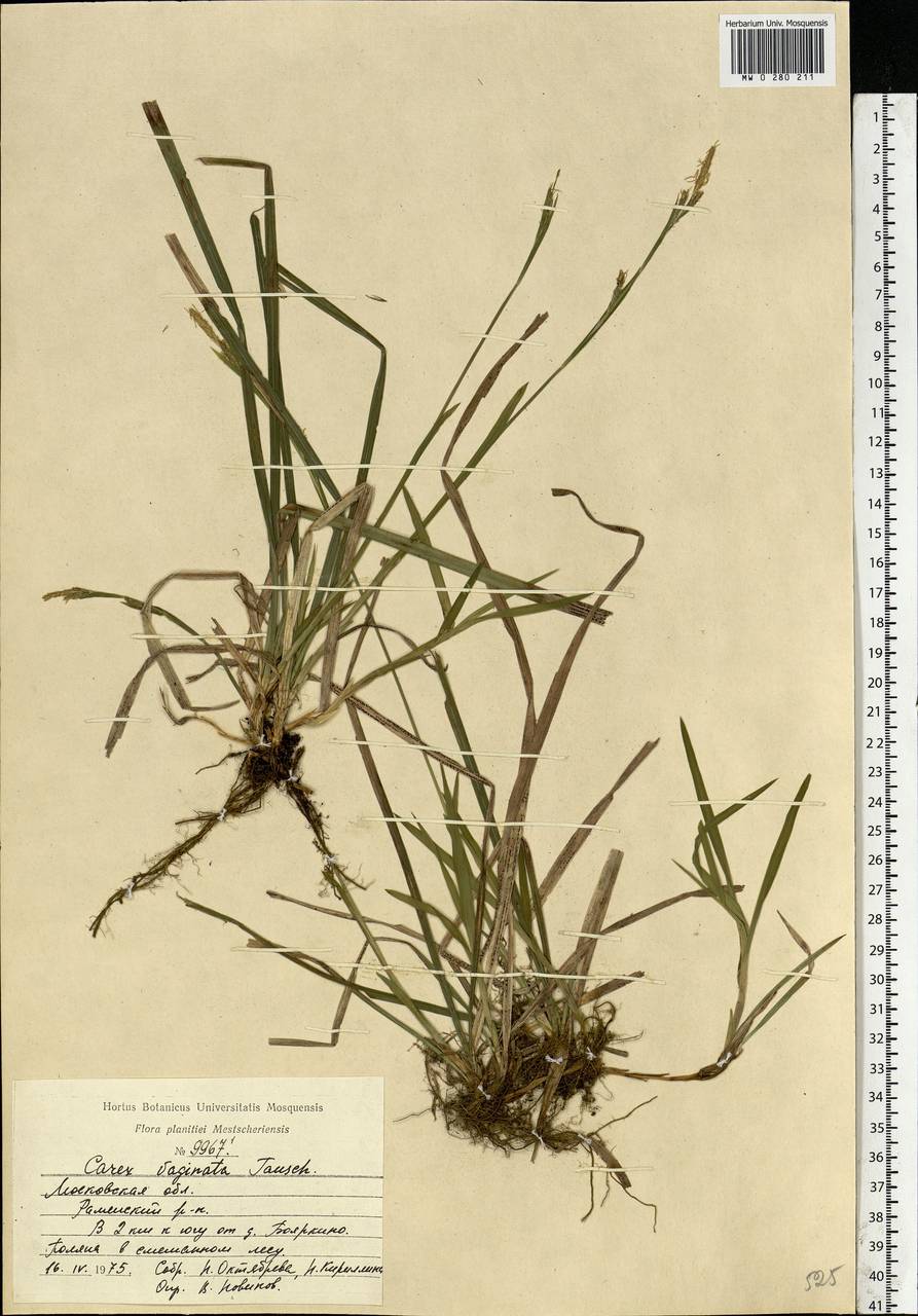 Carex vaginata Tausch, Eastern Europe, Moscow region (E4a) (Russia)