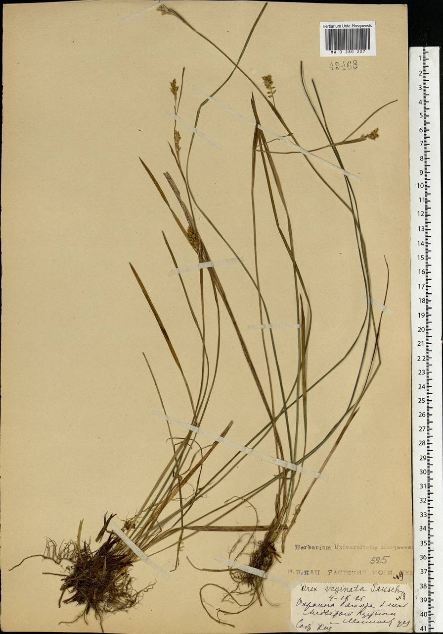 Carex vaginata Tausch, Eastern Europe, Moscow region (E4a) (Russia)