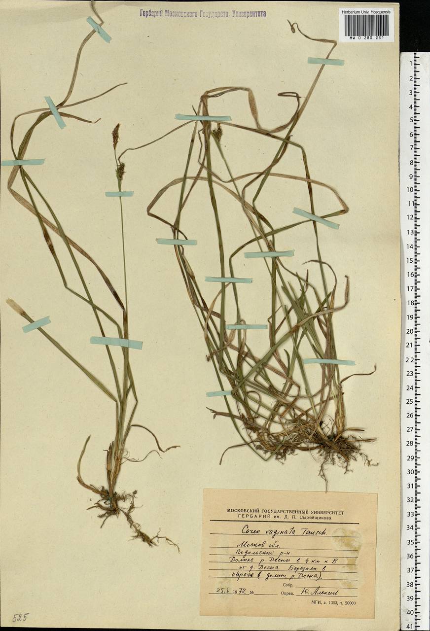 Carex vaginata Tausch, Eastern Europe, Moscow region (E4a) (Russia)