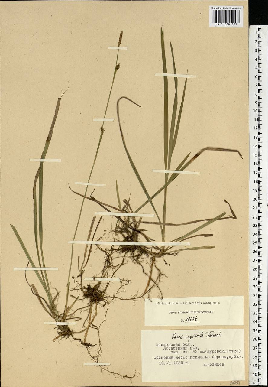 Carex vaginata Tausch, Eastern Europe, Moscow region (E4a) (Russia)