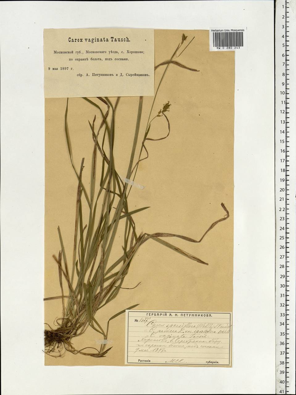 Carex vaginata Tausch, Eastern Europe, Moscow region (E4a) (Russia)