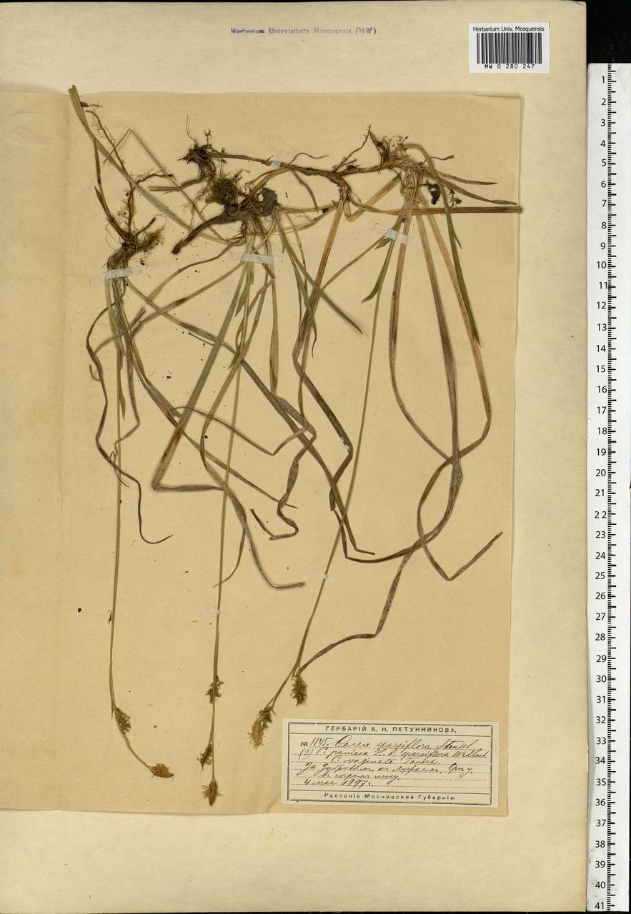 Carex vaginata Tausch, Eastern Europe, Moscow region (E4a) (Russia)