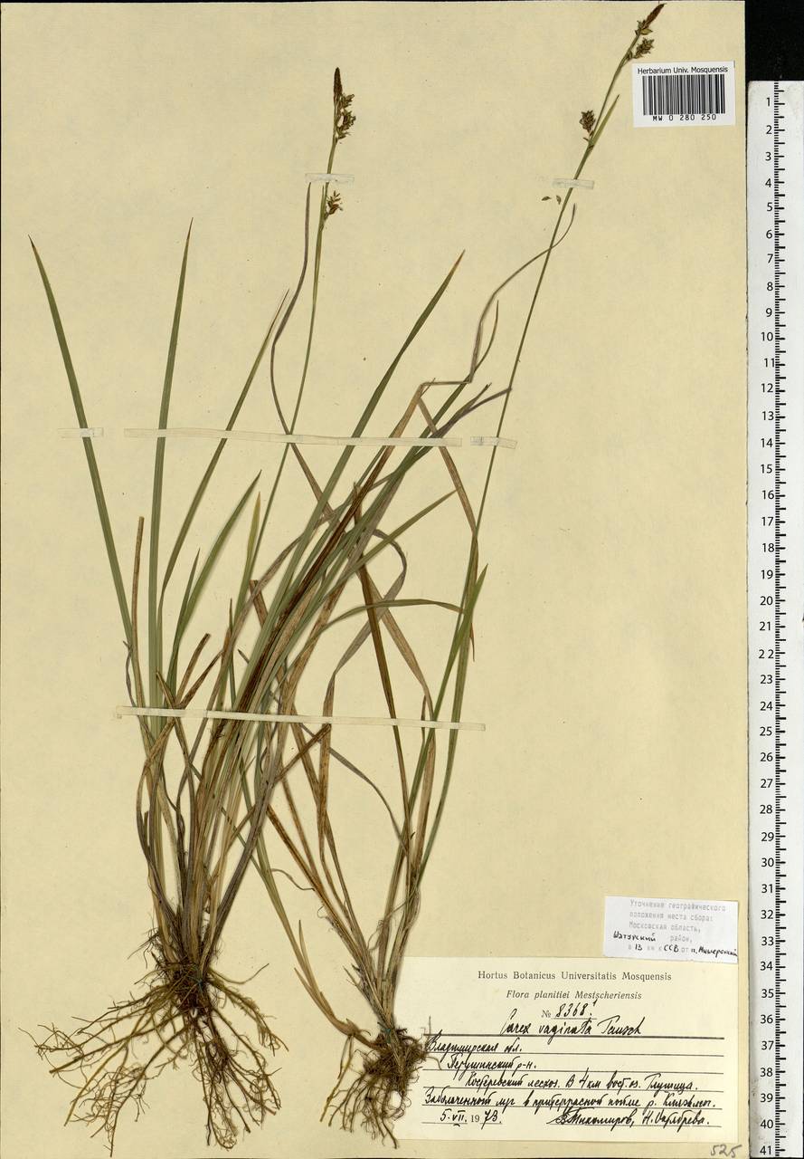 Carex vaginata Tausch, Eastern Europe, Moscow region (E4a) (Russia)