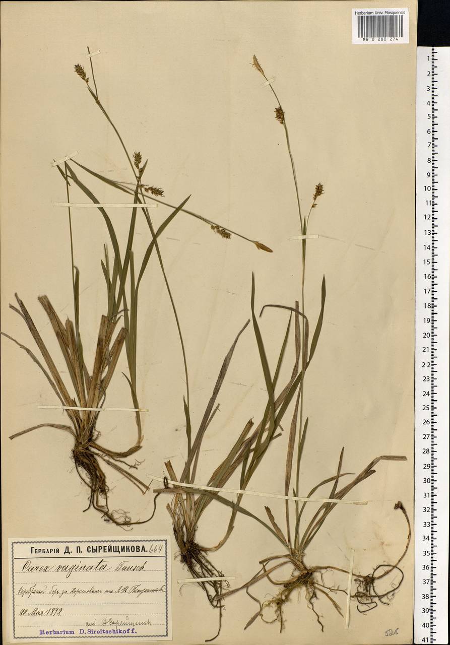 Carex vaginata Tausch, Eastern Europe, Moscow region (E4a) (Russia)