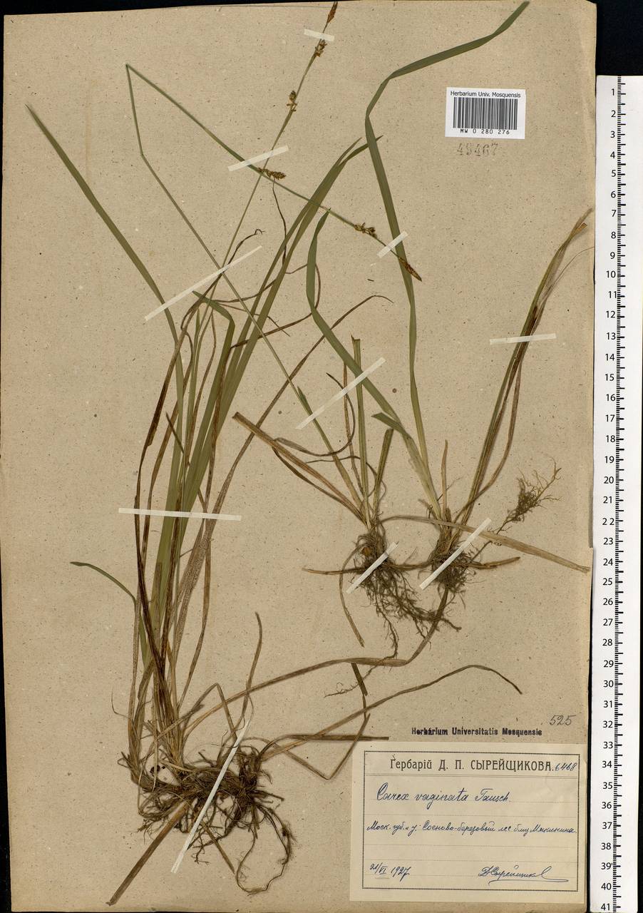 Carex vaginata Tausch, Eastern Europe, Moscow region (E4a) (Russia)