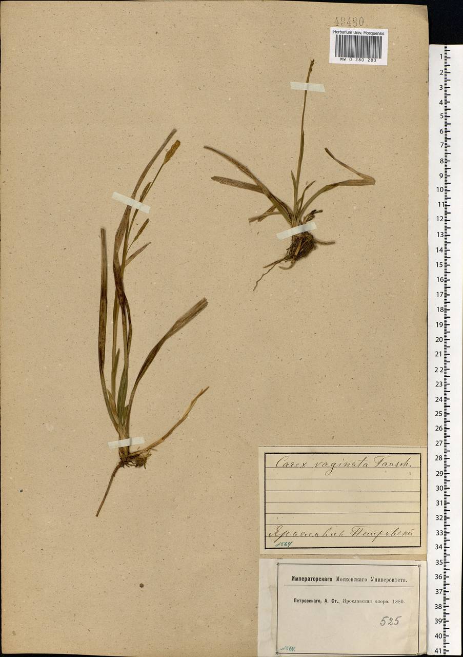 Carex vaginata Tausch, Eastern Europe, Central forest region (E5) (Russia)