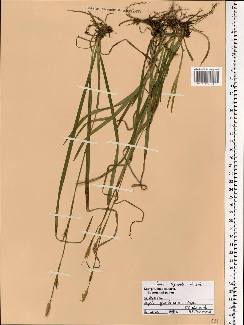Carex vaginata Tausch, Eastern Europe, Central forest region (E5) (Russia)