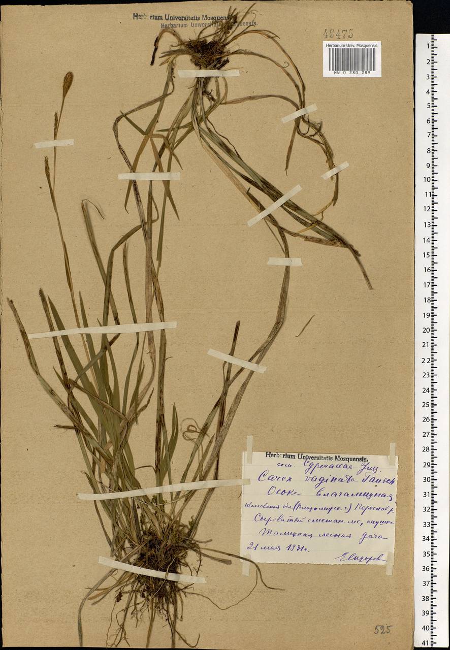 Carex vaginata Tausch, Eastern Europe, Central forest region (E5) (Russia)