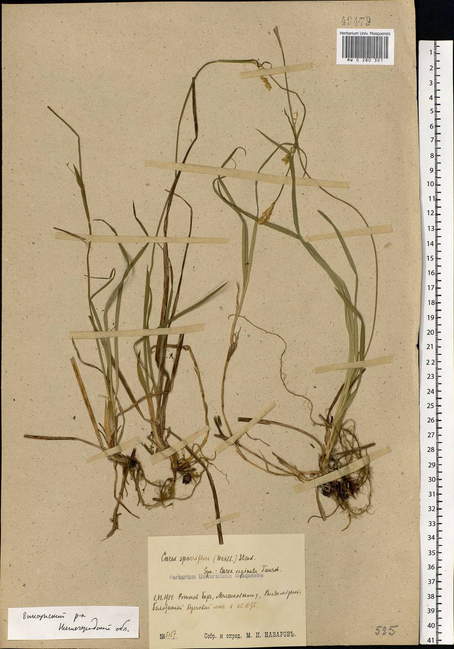 Carex vaginata Tausch, Eastern Europe, Volga-Kama region (E7) (Russia)