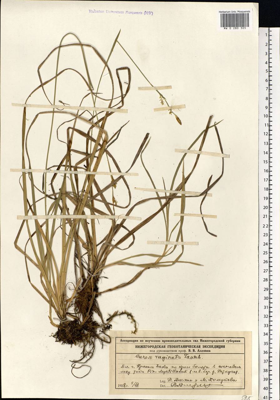 Carex vaginata Tausch, Eastern Europe, Volga-Kama region (E7) (Russia)
